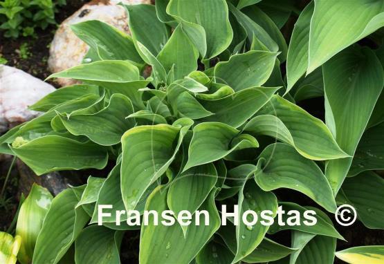 Hosta Sun Drop