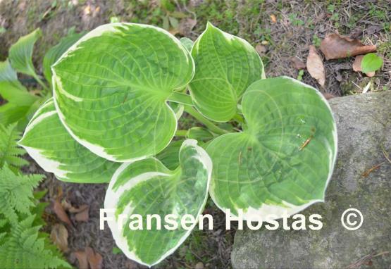 Hosta Sun Kissed