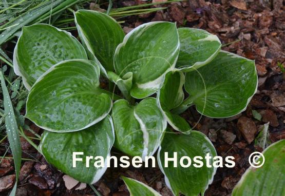 Hosta Sun Kissed