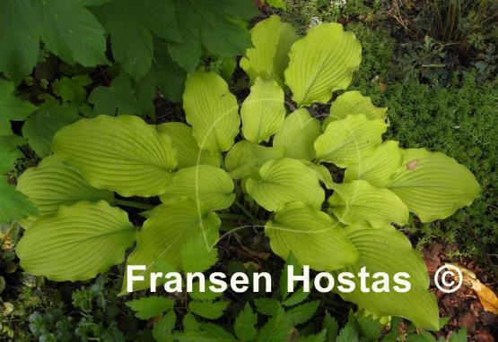 Hosta Sun Power