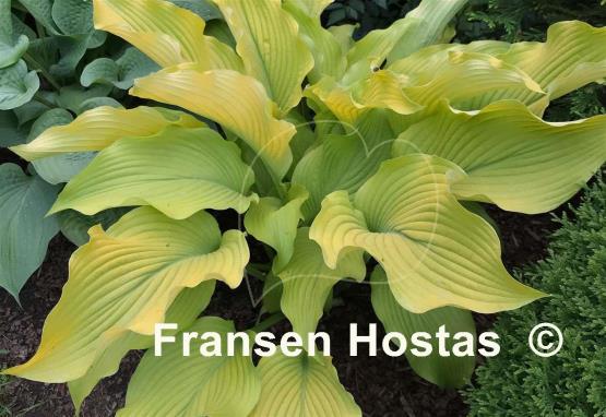 Hosta Sun Power