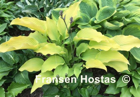 Hosta Sun Power