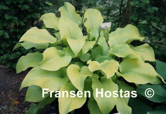 Hosta Sun Power