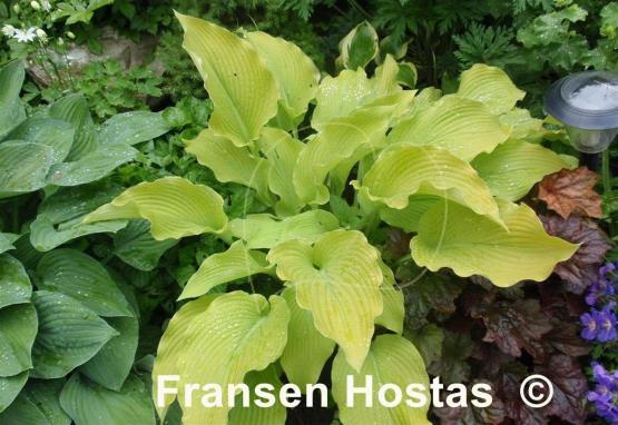 Hosta Sun Power