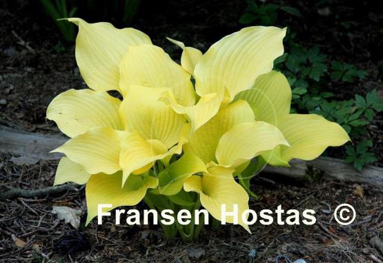 Hosta Sun Shower