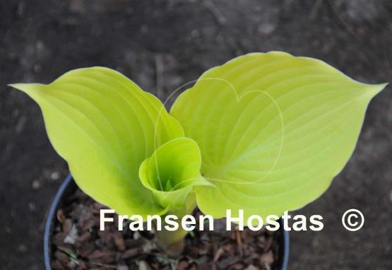 Hosta Sun Shower