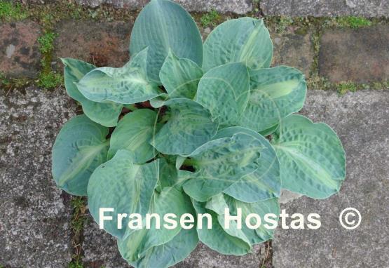 Hosta Sun and Shadow