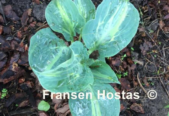 Hosta Sun and Shadow