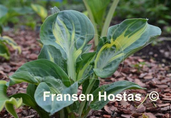 Hosta Sun and Shadow