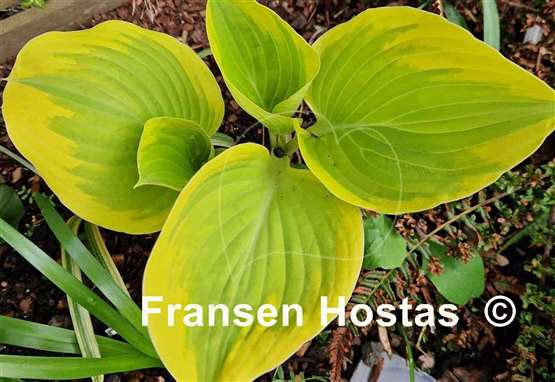 Hosta Sunfest