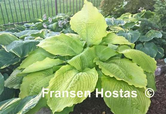 Hosta Sunflower Smiles