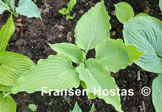 Hosta Sunflower Smiles