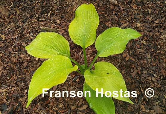 Hosta Sunflower Smiles