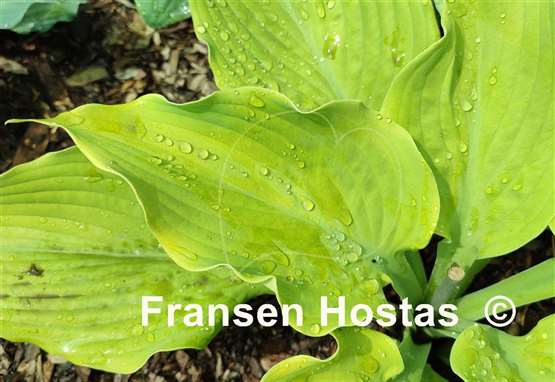 Hosta Sunflower Smiles