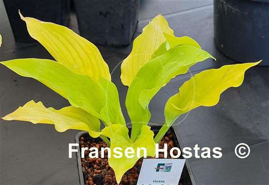 Hosta Sunflower Smiles
