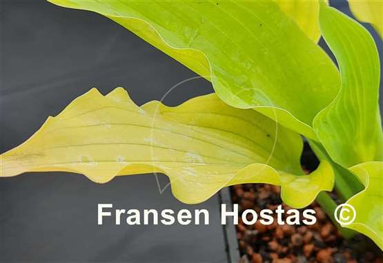 Hosta Sunflower Smiles