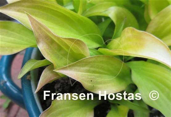 Hosta Sunlight Child