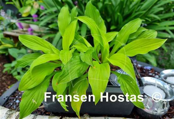 Hosta Sunlight Child