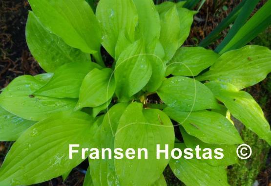 Hosta Sunlight Child