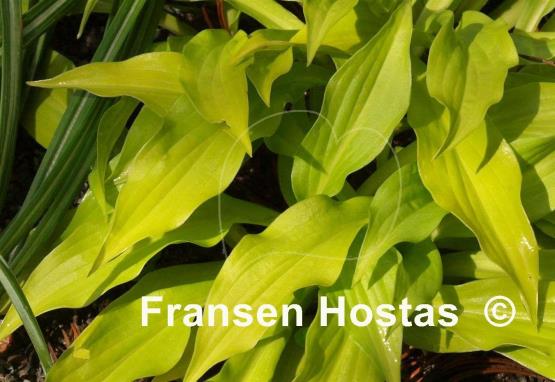 Hosta Sunlight Child