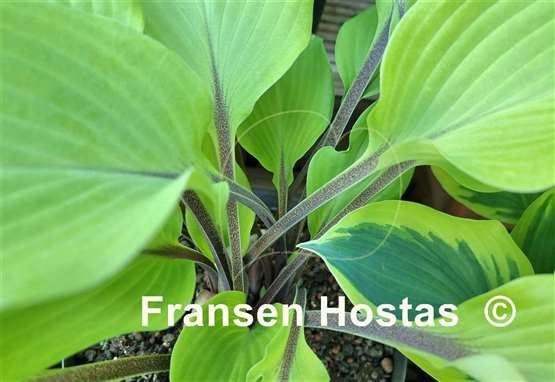 Hosta Sunny Day