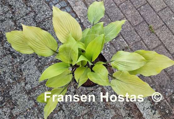 Hosta Sunny Day