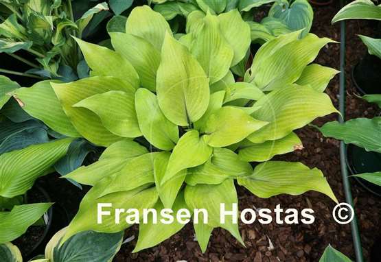 Hosta Sunny Day