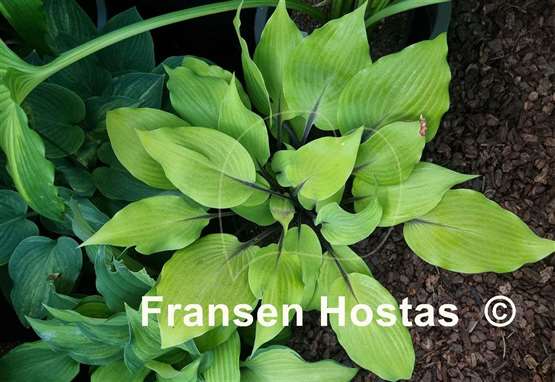 Hosta Sunny Day
