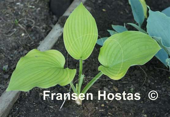 Hosta Sunny Day