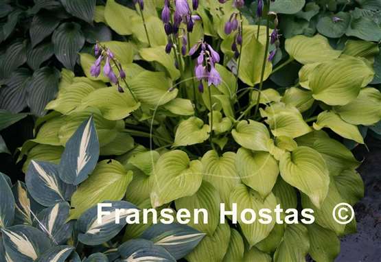 Hosta Sunny Disposition