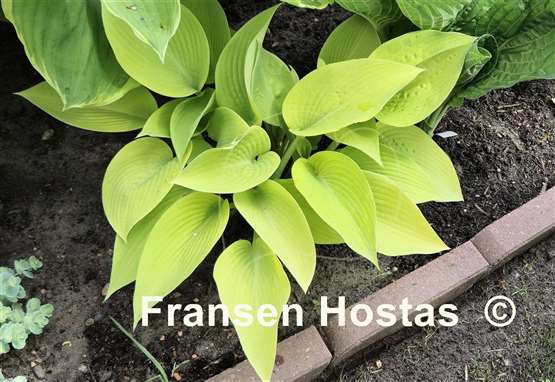 Hosta Sunny Halcyon 