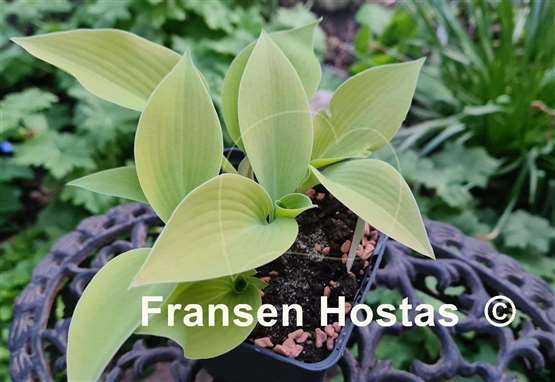 Hosta Sunny Halcyon 