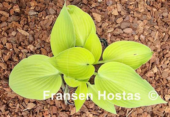 Hosta Sunny Halcyon