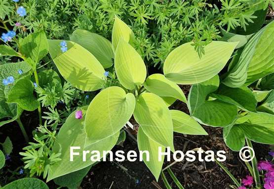 Hosta Sunny Halcyon