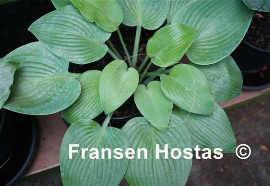 Hosta Sunny Halcyon