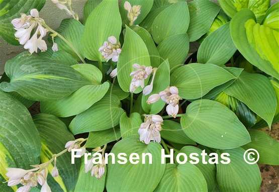 Hosta Sunny Halcyon