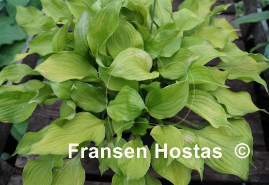 Hosta Sunny Disposition