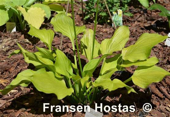 Hosta Sunny Disposition
