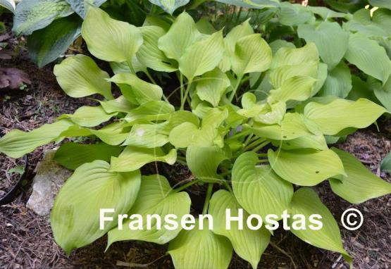 Hosta Sunny Disposition