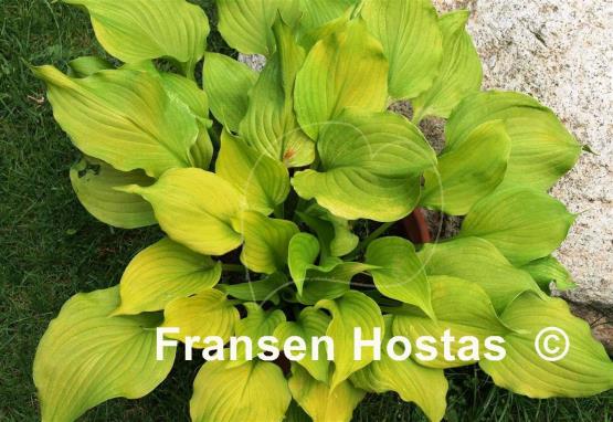 Hosta Sunny Disposition