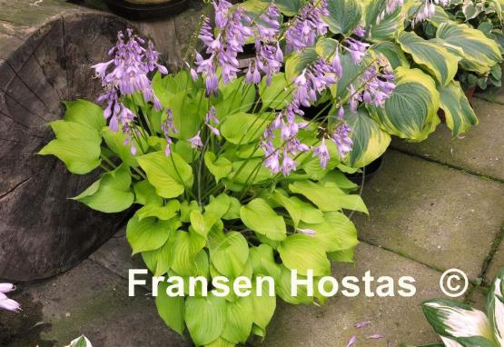 Hosta Sunny Disposition