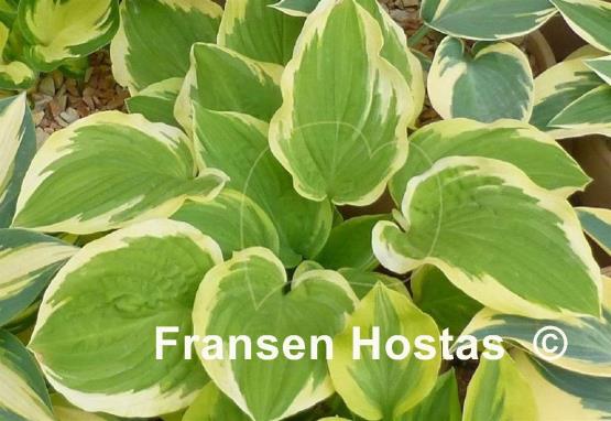 Hosta Sunny Smiles