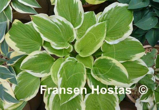 Hosta Sunny Smiles