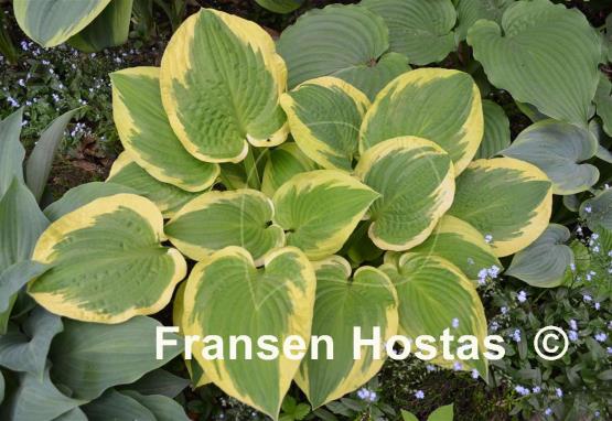 Hosta Sunny Smiles