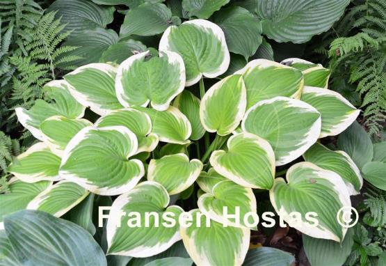 Hosta Sunny Smiles