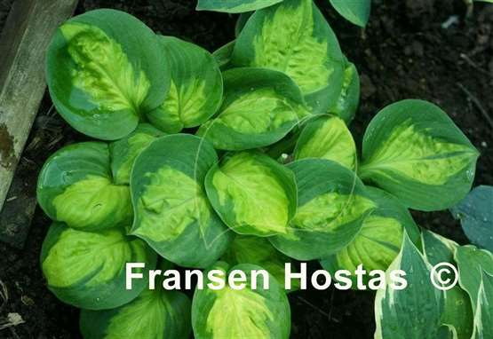 Hosta Sunset Grooves