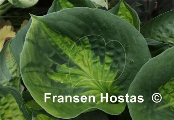 Hosta Sunset Grooves