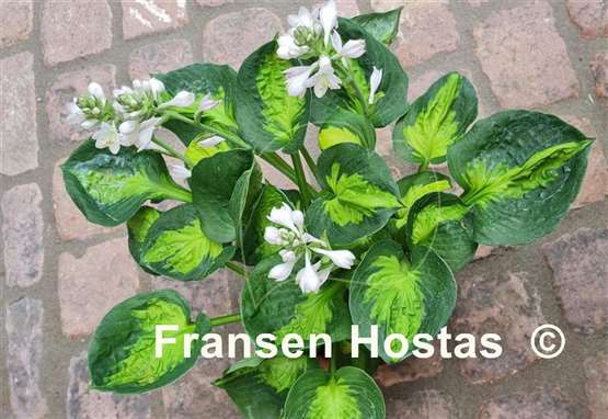 Hosta Sunset Grooves