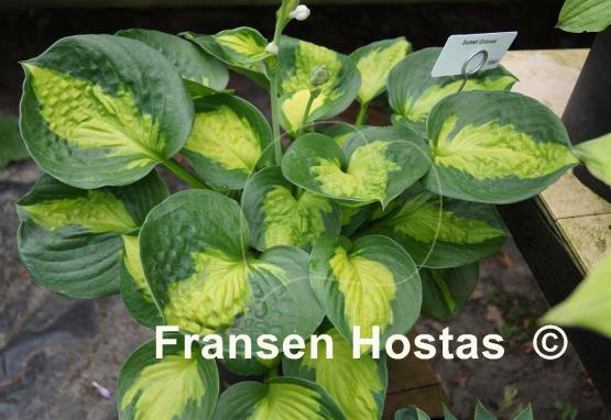 Hosta Sunset Grooves