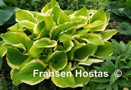 Hosta Sunshine Glory